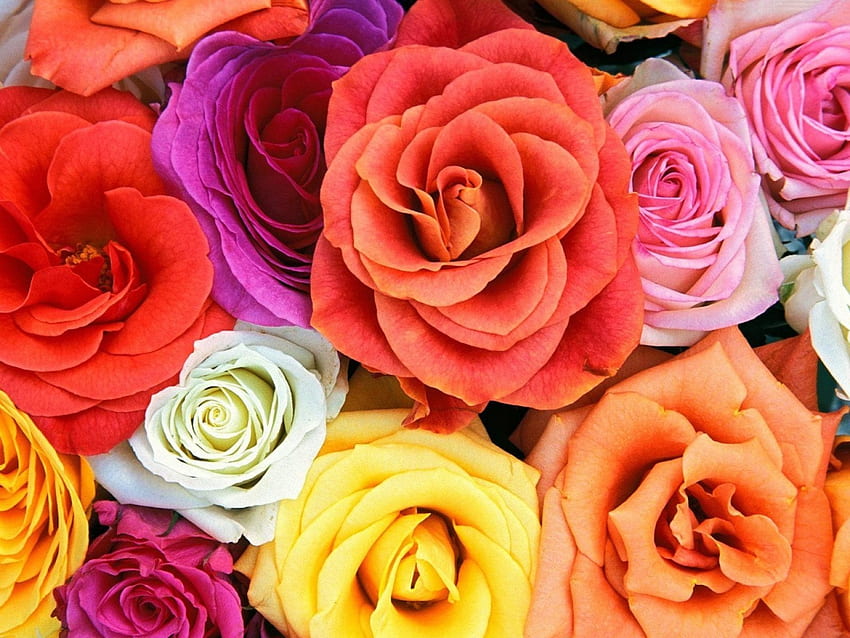 Roses, rose, purple, pink, skin, flower, red, orange HD wallpaper
