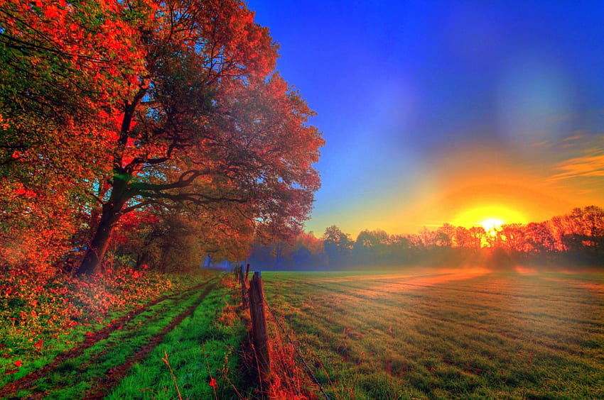 -Autumn Sunrise-, grafika, atrakcje w snach, jesień, kolory, piękne, jesienne piękno, wschód słońca, kreatywne gotowe, krajy, miłość cztery pory roku, pola, drzewa, jesień, natura, oszałamiające Tapeta HD