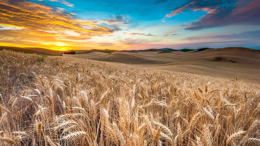 Field, , , wheat, spikes, sky, clouds HD wallpaper
