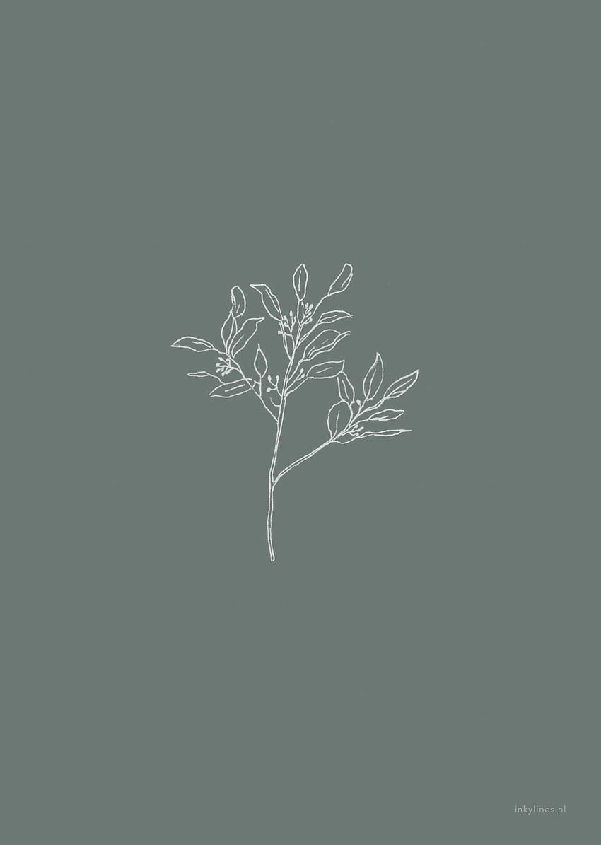 Zeichnung von Eukalyptus von Inkylines auf einem schönen grünen Hintergrund. Diese Pflanze ist ein Symbol für. Niedlicher Hintergrund, florale Illustrationen, grüner Hintergrund, minimalistische Pflanzenzeichnung HD-Handy-Hintergrundbild