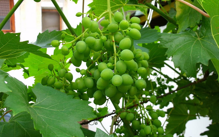 An unseasoned bunch of grapes, green, grapes, garden, fruit, bunch HD wallpaper