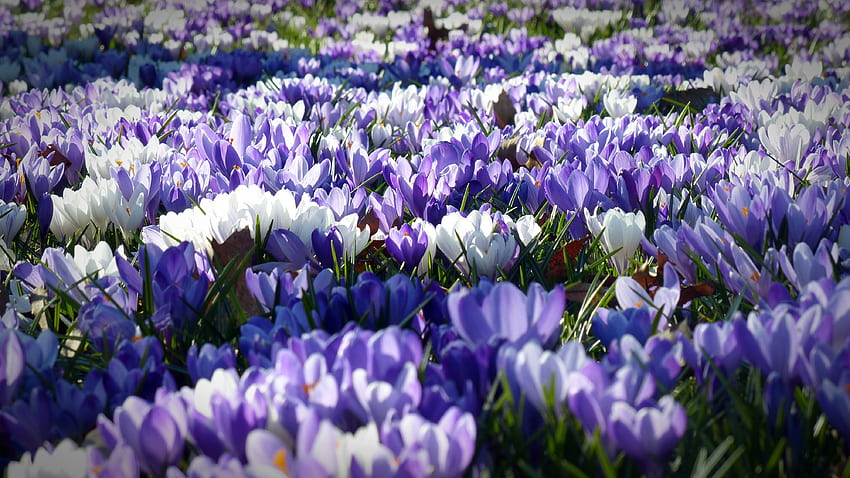Blumen, Feld, Garten, Krokus HD-Hintergrundbild