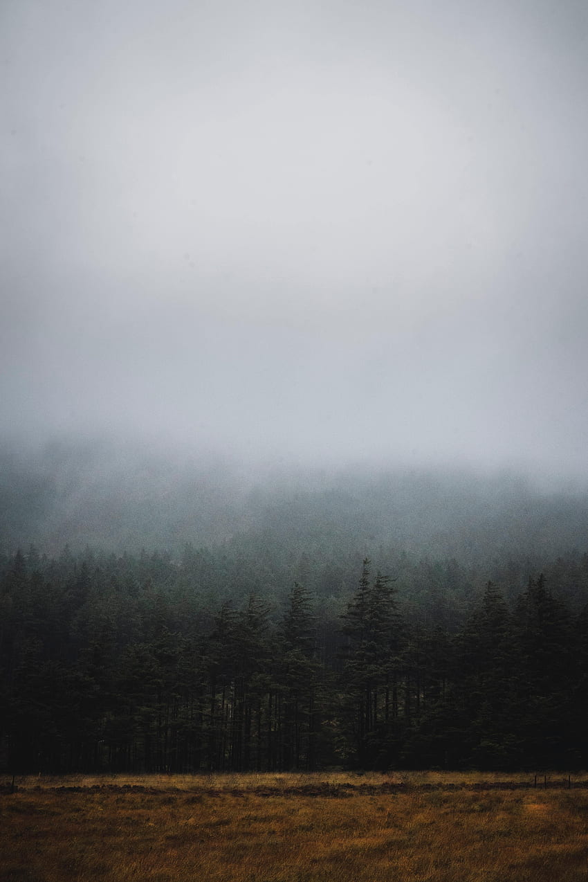 naturaleza, árboles, bosque, niebla, abeto, abeto, oscuridad fondo de pantalla del teléfono
