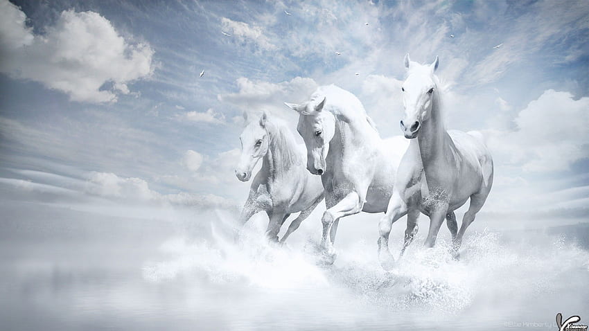 Beautiful Three White Horses Running Into Water HD wallpaper