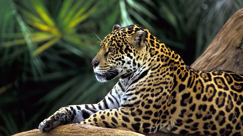 Tropical Rainforest Animals Best Fan [] for your , Mobile & Tablet. Explore Jungle Animal . Jungle Book , Jungle for Walls, Jungle Border HD wallpaper