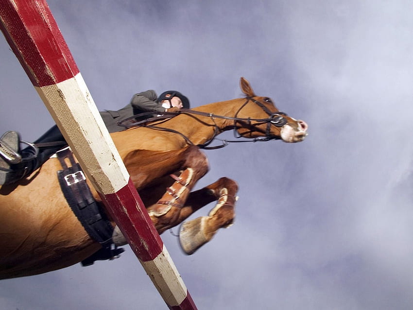 Jockey-Reitpferd, das im Wettkampf-Pferd springt HD-Hintergrundbild