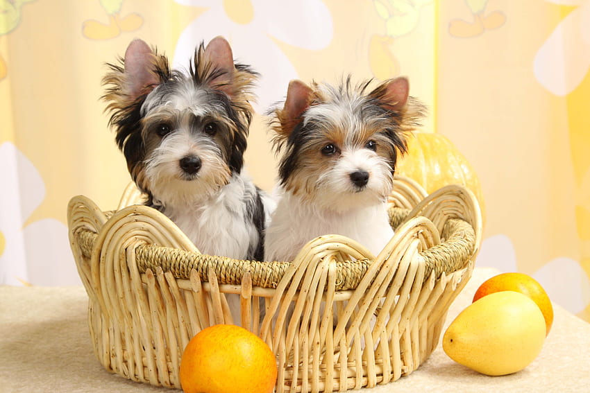 Puppies, animal, dog, puppy, lemon, yellow, fruit, caine HD wallpaper