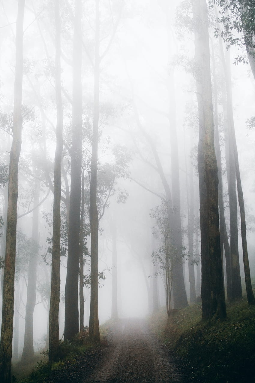 Мъглива гора [Зашеметяващо!], Мъглива гора HD тапет за телефон