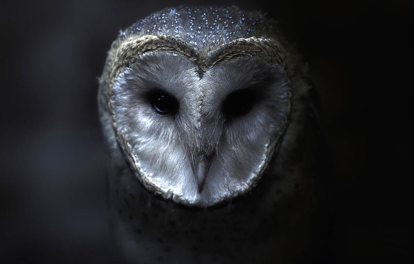 look, darkness, the dark background, owl, bird, Barn Owl HD wallpaper