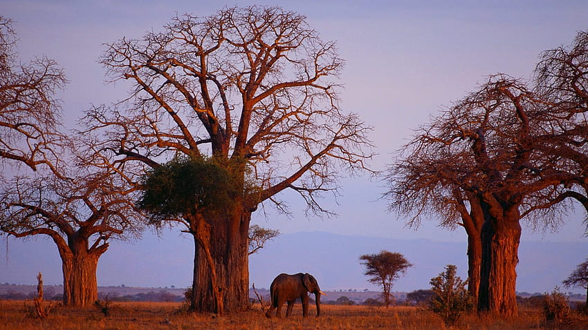 Słoń Afrykański Wśród Baobabów Madagaskar Tapeta HD