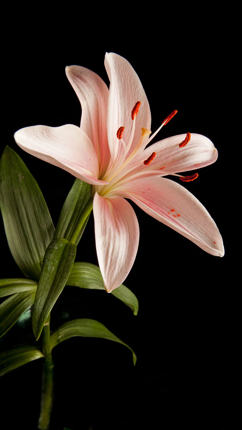Pink Lily, Amazing Flower Background HD phone wallpaper | Pxfuel