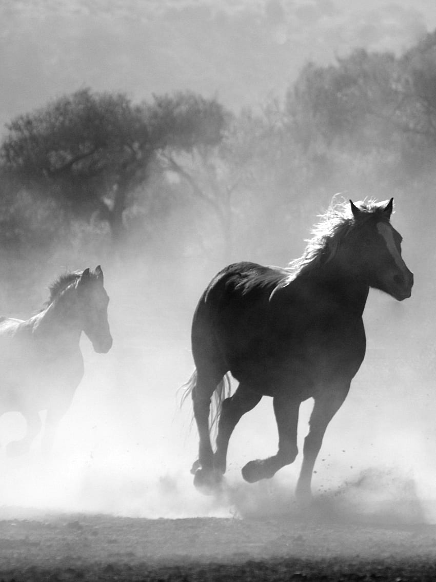 Horses in the Mist - iPhone, Android &, Mustang Horse HD phone wallpaper