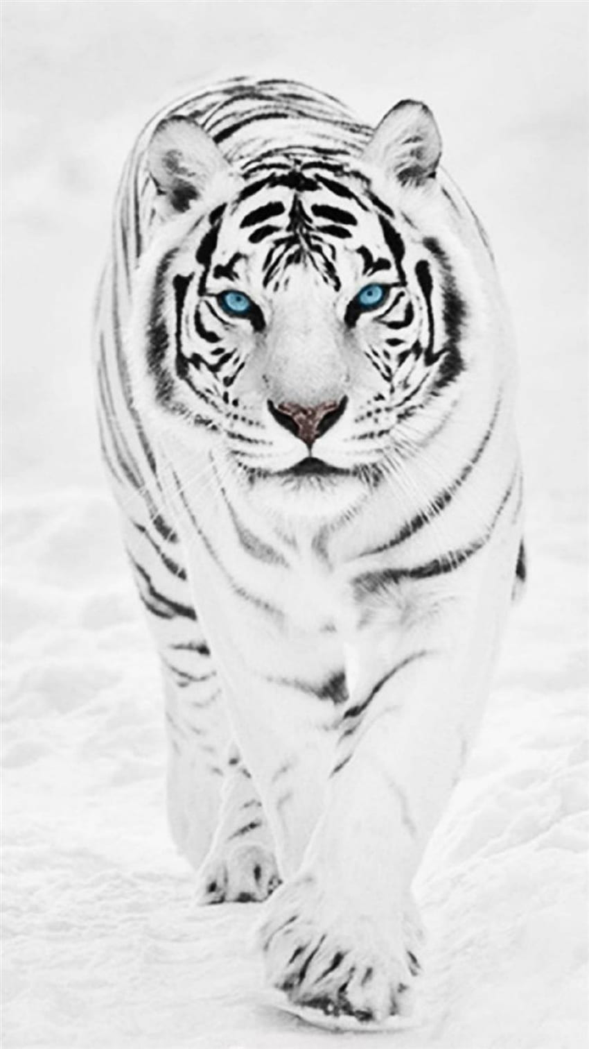 Animal Tigre Branco Selvagem Retina iPhone 8 Papel de parede de celular HD