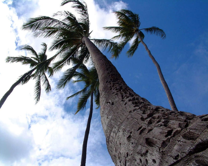 A Palm in Paradise, palmiye ağacı, gövde, bulutlar, ağaçlar, gökyüzü, doğa, yapraklar HD duvar kağıdı