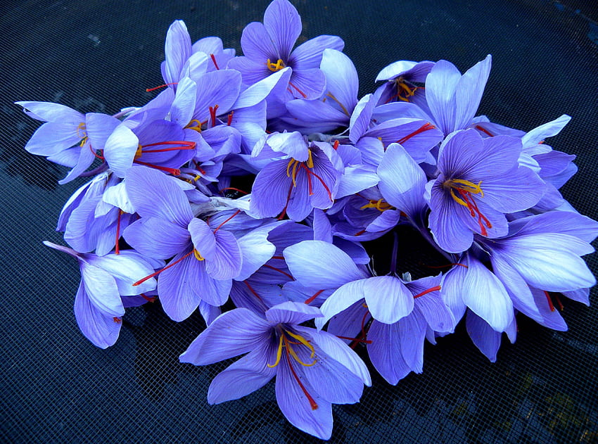 saffron . Saffron flower, Purple HD wallpaper