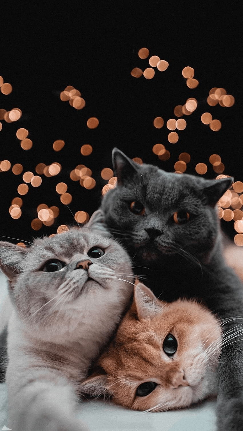 Süß, Tron-Katze HD-Handy-Hintergrundbild