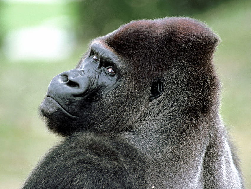 Cool : gorilla HD wallpaper