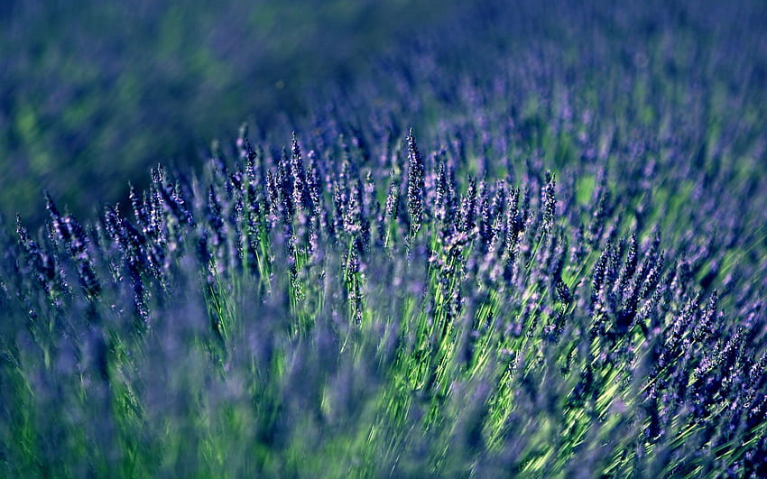 Flowers, Blur, Smooth, Field, Lavender HD wallpaper