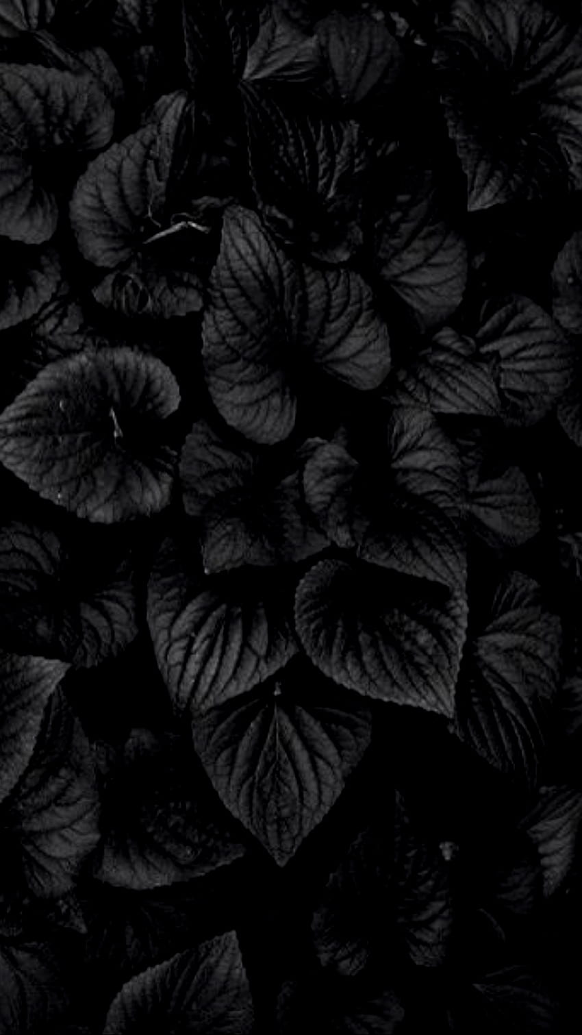 Dark Exotic Flowers AMOLED – Amoled, Phone Dark HD phone wallpaper