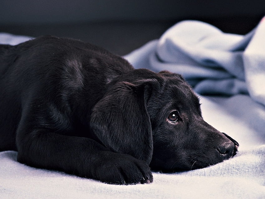 Black tenderness, animal, dog, puppy, black, pet HD wallpaper