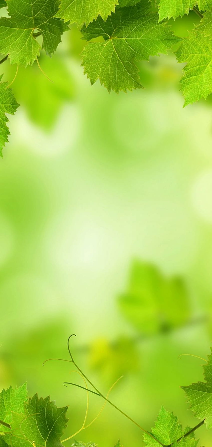 Feuillage Vert Nature [] [] pour votre , Mobile & Tablette. Explorez la nature verte. Nature verte , Nature verte , Conceptions vertes Nature, Greeny Fond d'écran de téléphone HD