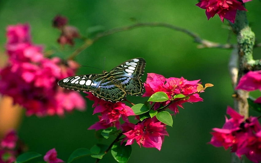BUTTERFLY AND FLOWERS, Flowers, Insect, Wings, Pink HD wallpaper