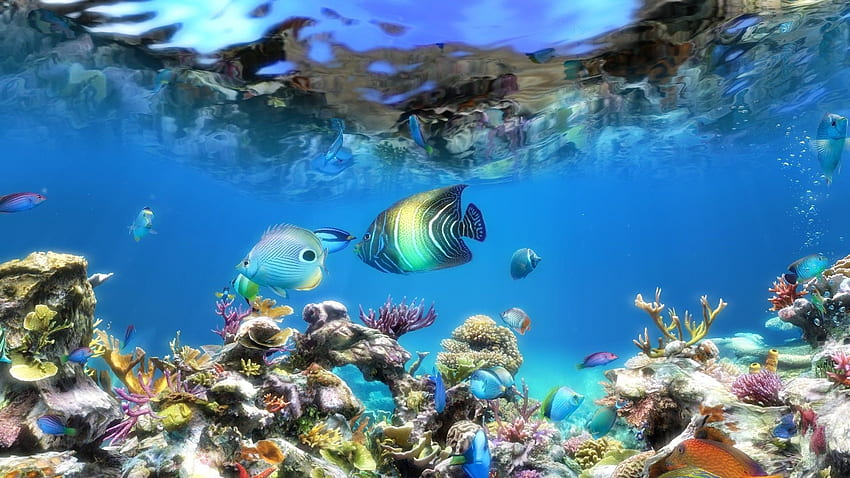 Aquarium für Mac, Live-Aquarium HD-Hintergrundbild