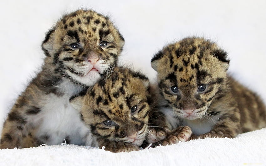 Petits léopard des neiges, animal, léopard, petit, neige, nature, félin, forêt Fond d'écran HD