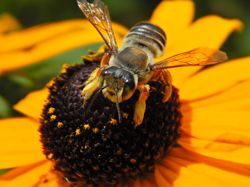 Пчела и диви цветя, природа, пчели, макро, диви цветя HD тапет