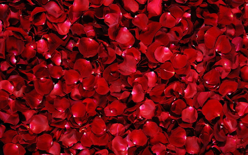 Rote Rose für Facebook, rote Blumen HD-Hintergrundbild