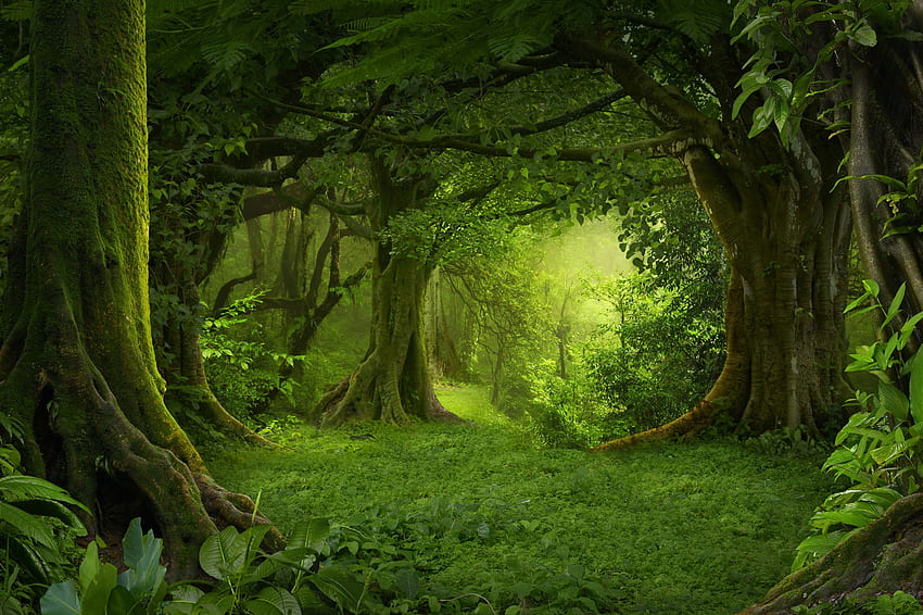 Grüner Dschungel, Dschungelgrün HD-Hintergrundbild