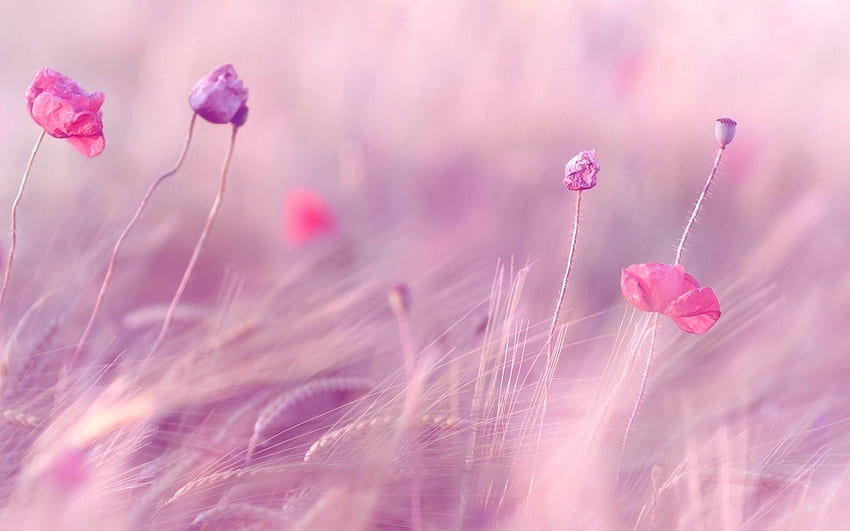 Flowers, Poppies, Wheat, Blur, Smooth, Field, Wind HD wallpaper