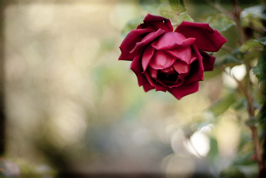 Flowers, Rose Flower, Rose, Bud, Blur, Smooth HD wallpaper