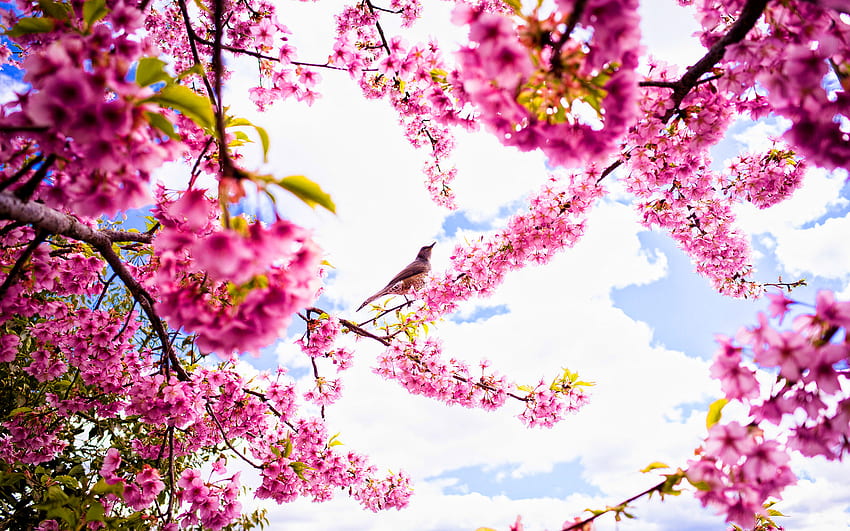 printemps, pétales roses, fleur de sakura, muguet, oiseau sur l'arbre, temps ensoleillé, sakura Fond d'écran HD