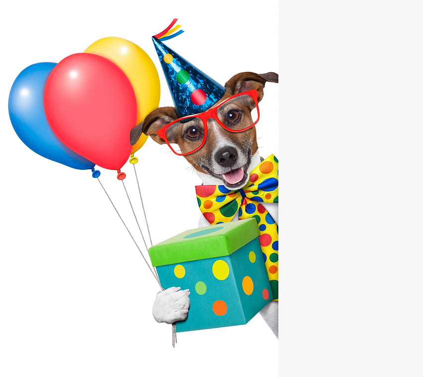 Anjing Birtay, anjing, lucu, hadiah, anak anjing, balon, liburan, birtay, lucu, bahagia Wallpaper HD