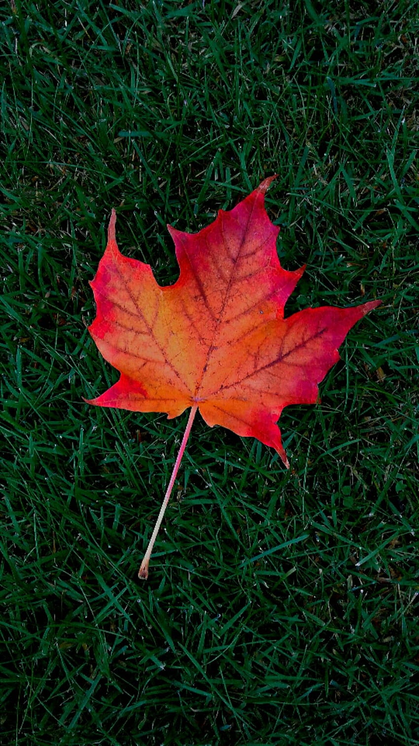 Ahornblatt-Handy-Sperrschirm, Herbst, Herbst. Blätter iphone, gesperrt, Telefondesign, japanische Ahornblätter HD-Handy-Hintergrundbild