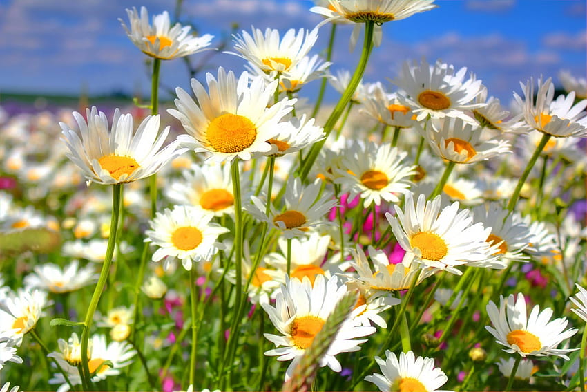 Daisy field, summer, flowers, field, daisies HD wallpaper