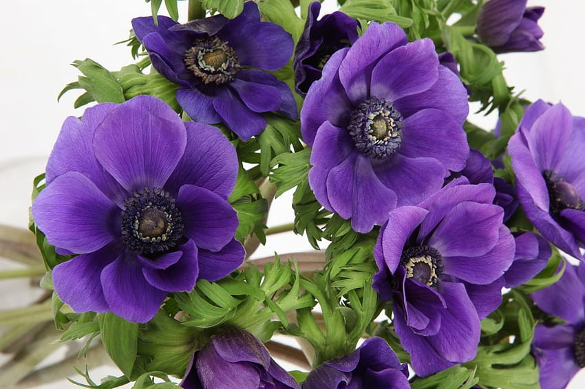 Anemone viola, opere d'arte, fiori, petali, boccioli Sfondo HD