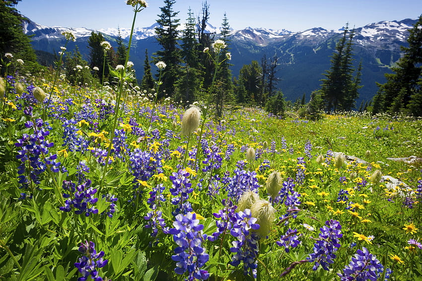 Alpenblumen auf Blackcomb, kanadische Rockies, Pflanzen, Blüten, Landschaft, Bäume, Wiese, Berge HD-Hintergrundbild
