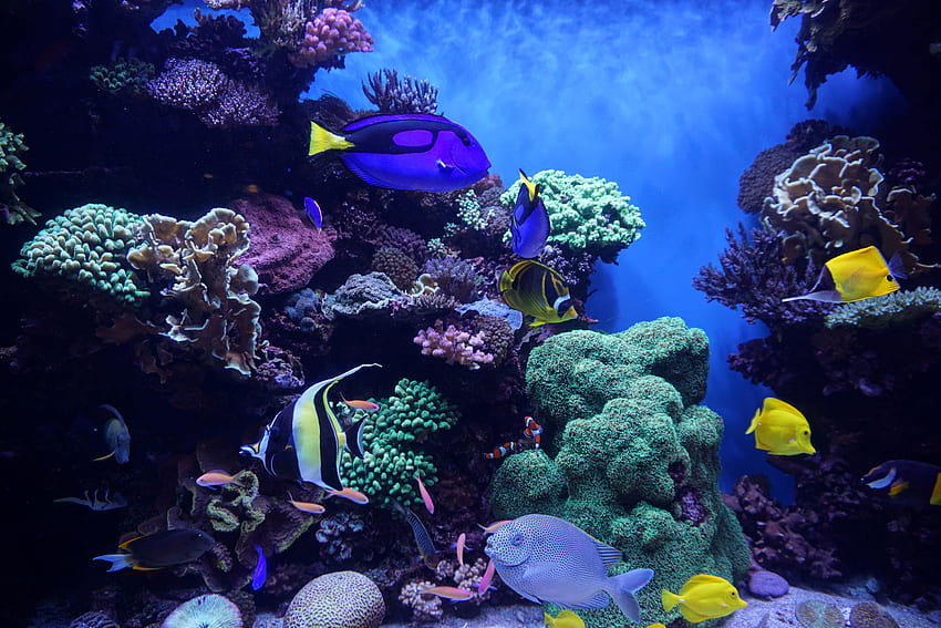 สัตว์ ปลา พิพิธภัณฑ์สัตว์น้ำ สาหร่ายทะเล สาหร่าย แนวปะการัง วอลล์เปเปอร์ HD