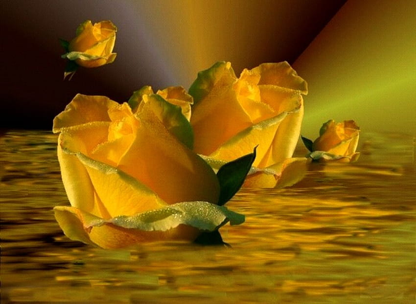 Rose gialle, rose, gialle, bellissime, sorprendenti, dorate Sfondo HD