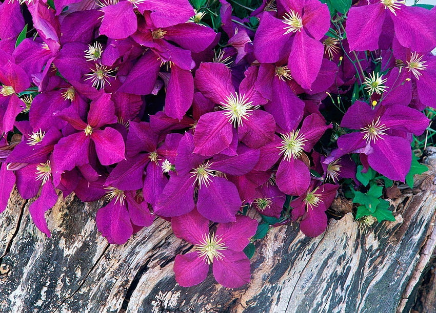 Flowers, Wood, Petals, Tree, Close-Up HD wallpaper