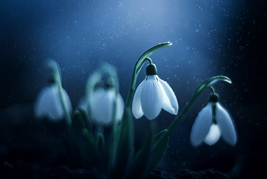 Primeln, Blumen, Makro, Schneeglöckchen, Frühling HD-Hintergrundbild