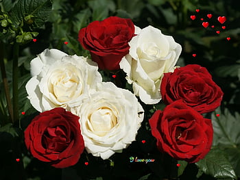 hd wallpapers of flowers of white rose