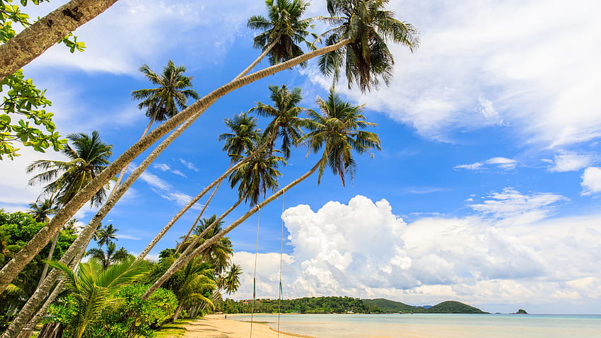 Slanting Palm Trees Forest Ocean Beach Sand Under White Clouds Blue Sky Nature Fond d'écran HD