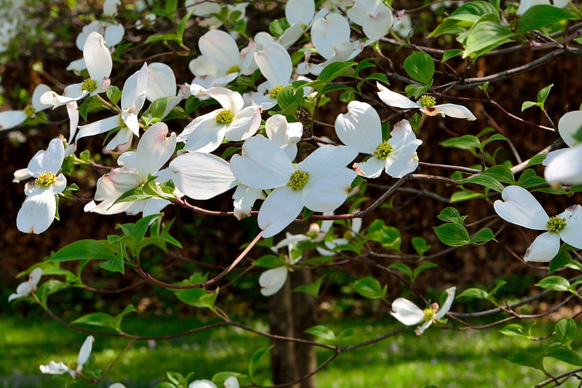 Flowers Tree Dogwood Spring White Japanese Flower Flower HD wallpaper