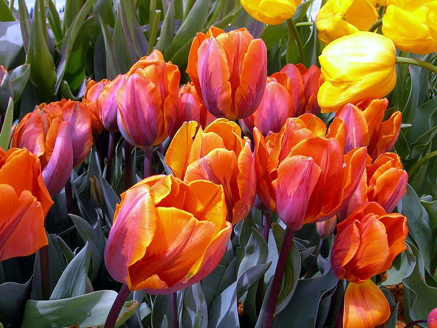 Kwiaty, Tulipany, Rozwiązane, Luźne, Pąki Tapeta HD