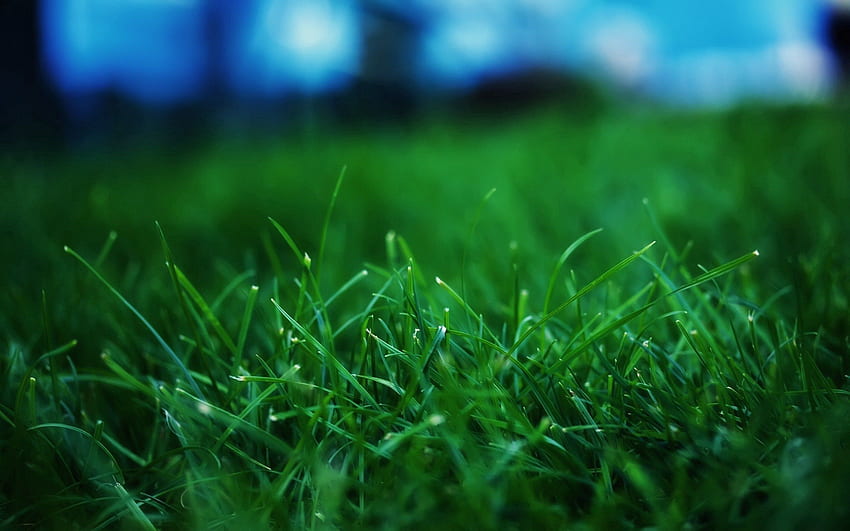 Gras, Sommer, Makro, Rasen HD-Hintergrundbild