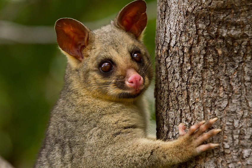 Gambá, animal, australiano, marsupial papel de parede HD