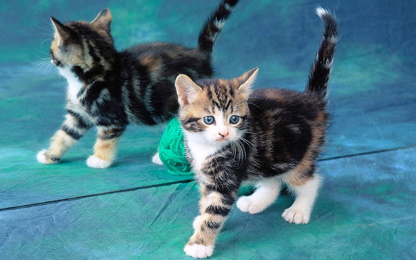 Kitten in a Mirror, anak kucing, biru, hewan, hitam, imut, berbulu, kucing betina, cokelat, kecil, bulu, tan, putih, kabur, kucing, ekor, halus, dilucuti Wallpaper HD
